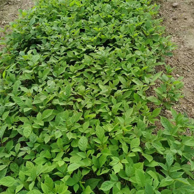 增贵苗圃 优质供应水曲柳苗  水曲柳树苗1年苗批发采购