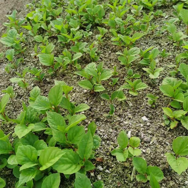 桓仁增贵苗圃直发五味子苗 果树苗木批发厂家  规格齐全