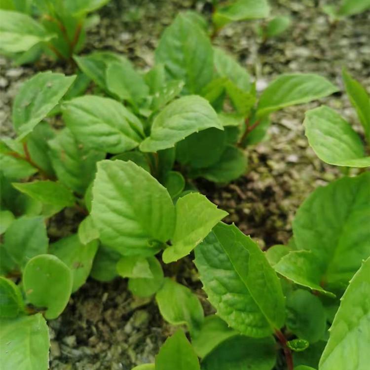 桓仁增贵苗圃直发五味子苗 果树苗木批发厂家  规格齐全