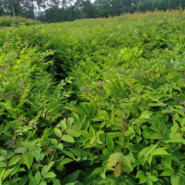 开原水曲柳苗基地直发  水曲柳树苗2年苗批发价 存活率高