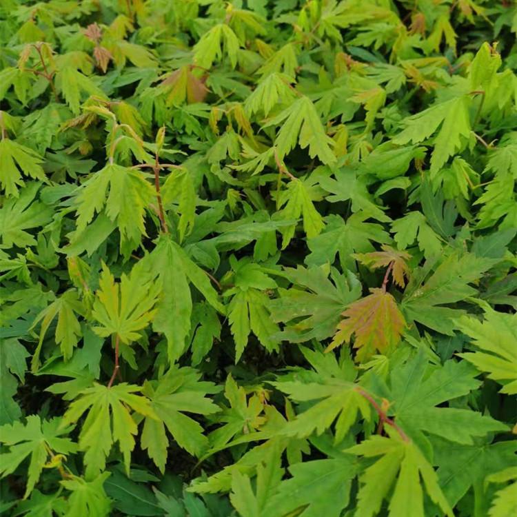 九角枫苗 辽宁九角枫苗 基地实拍 增贵苗圃常年供应