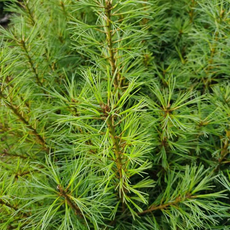 红松树 红松幼苗 2年3年4年红松树苗价格优惠 选增贵苗圃