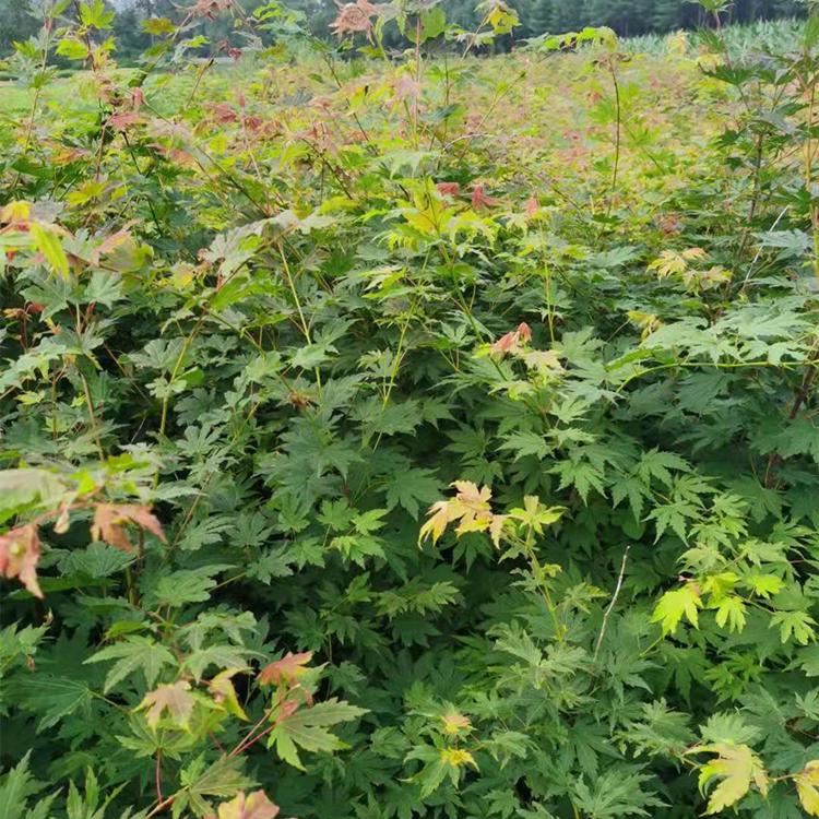 九角枫苗价格 增贵苗圃批发九角枫苗两年苗 规格齐全 园林绿化九角枫苗