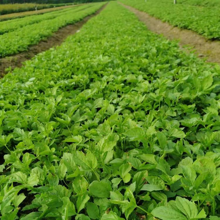 抚顺刺五加苗 刺五加1年苗 供应一年生刺五加苗 批发价