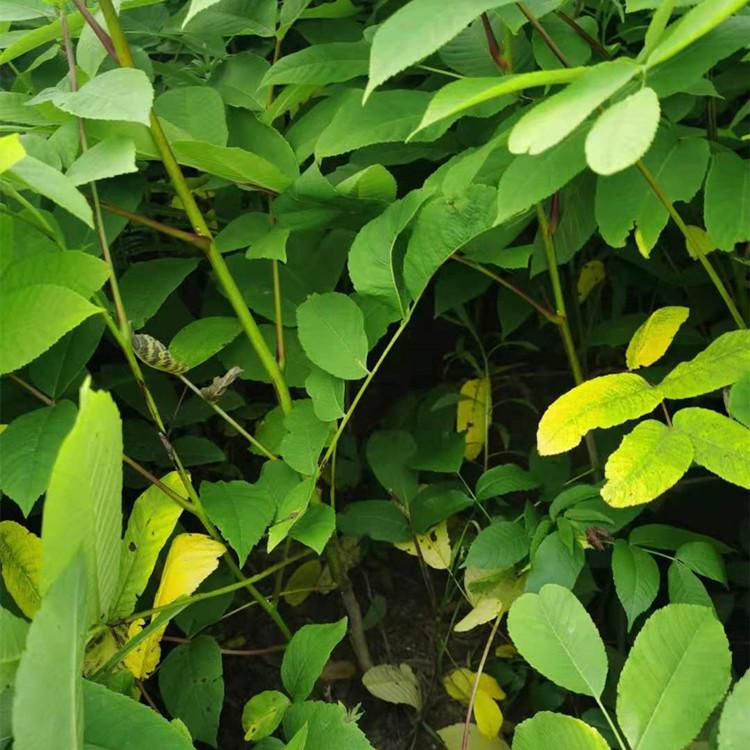 抚顺核桃楸苗 山核桃苗  核桃苗批发基地 价格优惠 现货供应