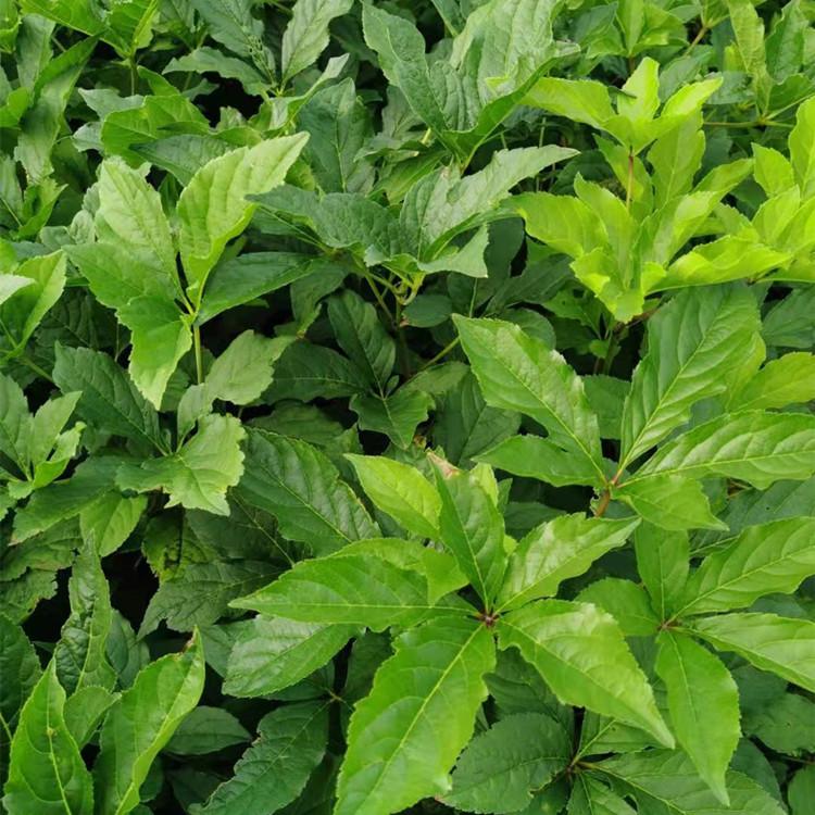 刺五加苗2年苗  两年刺五加苗 苗圃直发 存活率高 