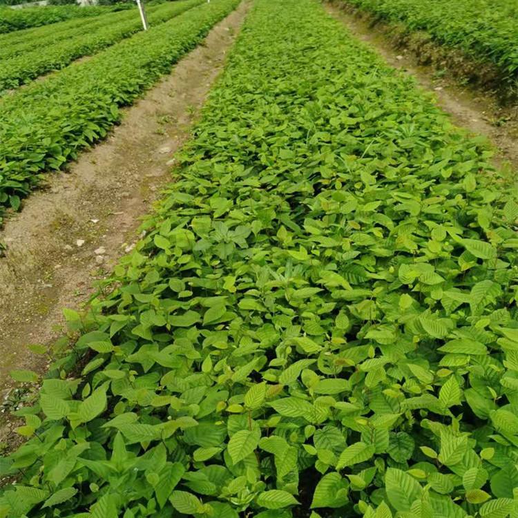 开原 榆树木苗 千金榆树苗 黄金榆树木苗 工程庭院绿化榆树苗批发价格 苗圃直供