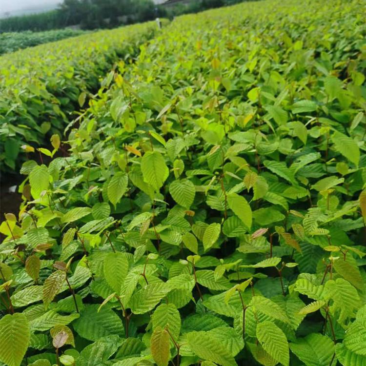 千金榆 鹅耳枥苗购买选增贵苗圃 批发价格 精选厂家