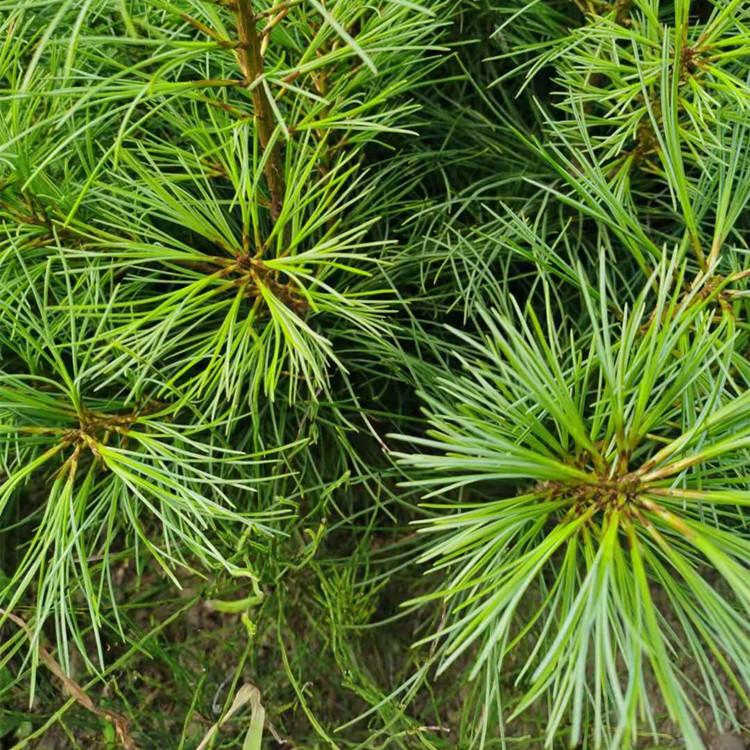 东北红松苗 常年供应优质红松苗 厂家直销培育方法欢迎咨询增贵苗圃