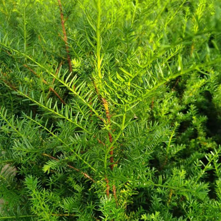 红豆杉苗 辽宁红豆杉小苗 规格齐全 批发价格 现货供应基地直发