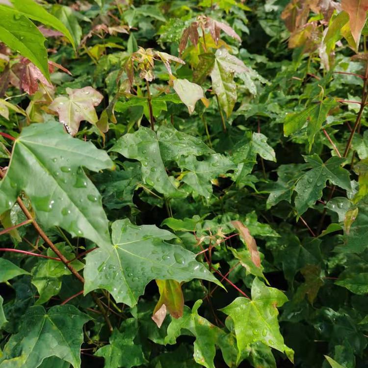 大量供应优质五角枫苗 庭院绿化工程苗 现货供应批发价格