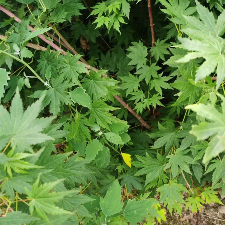 九角枫苗 九角枫树苗批发 实拍图片 优良品种量大从优 