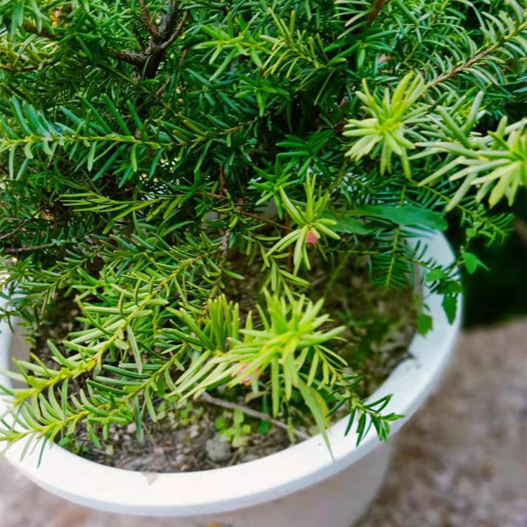 红豆杉小苗 红豆杉杯苗价格优惠  东北红豆杉树苗基地直发