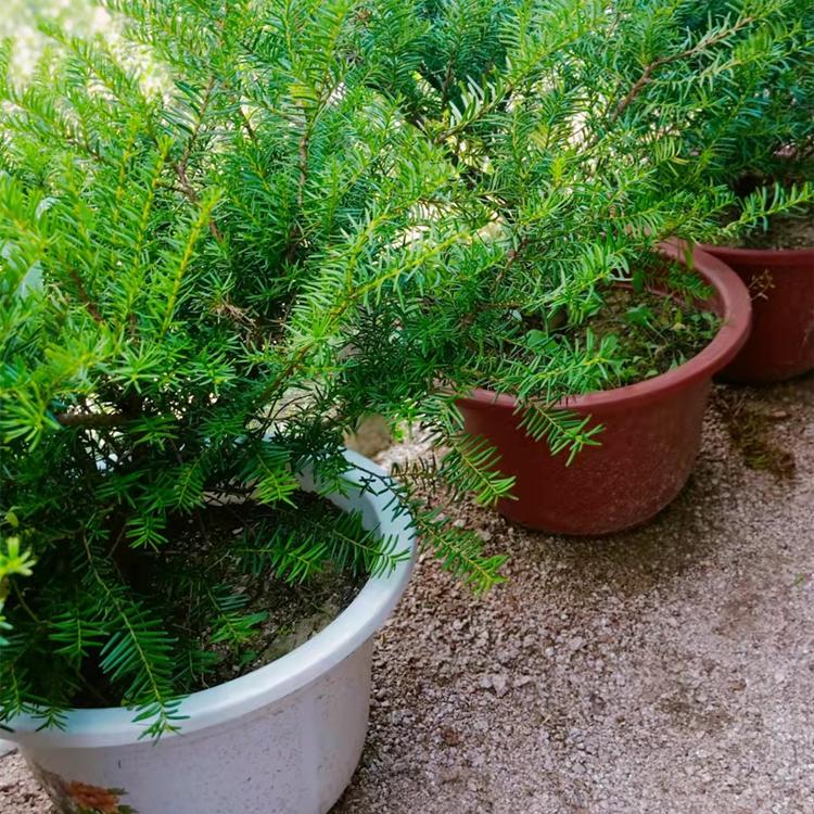 红豆杉苗圃大量供应红豆杉苗 红豆杉小苗规格齐全品种优良 批发价格