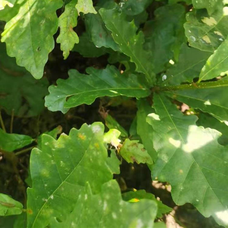 蒙古栎树苗 辽宁蒙古栎苗柞树苗批发基地 图片全部实拍 低价出售欢迎咨询