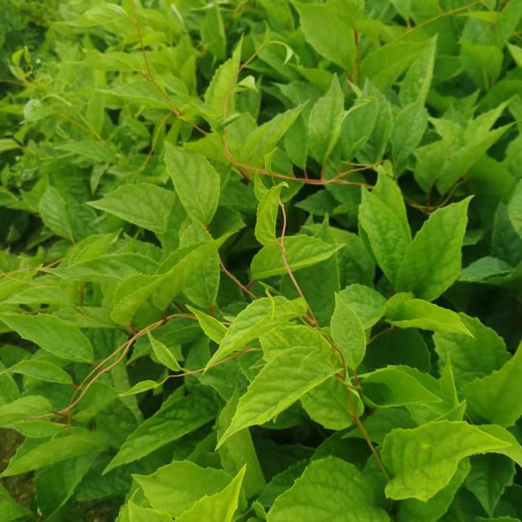 辽宁五味子苗 园林建造一级苗 五味子苗高产抗旱 规格齐全 量大优惠