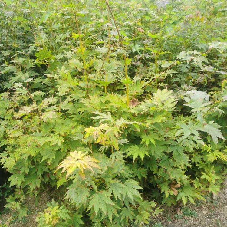 九角枫树苗 紫花槭小苗  丛生九角枫苗价格低树形好 苗圃直销 规格齐全 