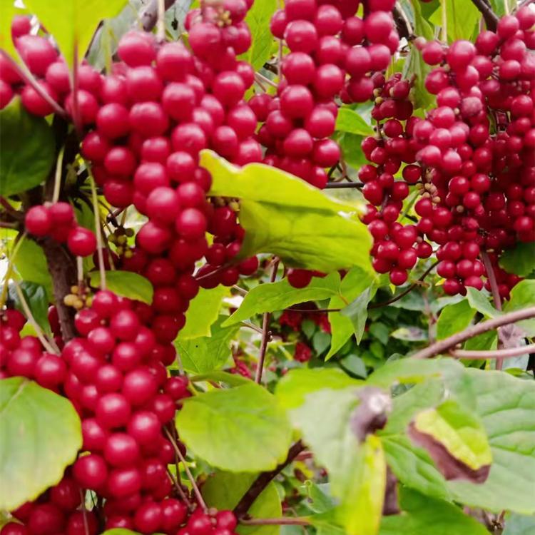 五味子苗 辽宁五味子苗批发基地 五味子苗价格优惠 苗圃实拍 欢迎咨询