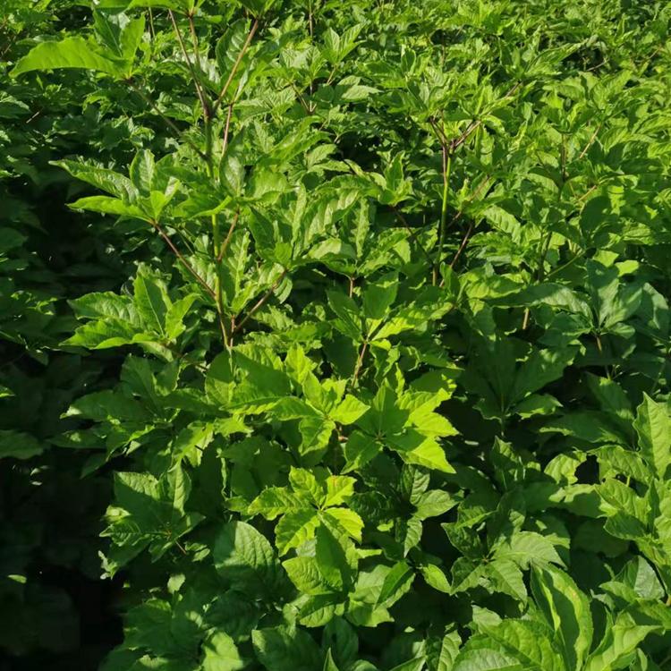 易存活刺五加苗批发基地 品质优良 全部批发价格现货供应