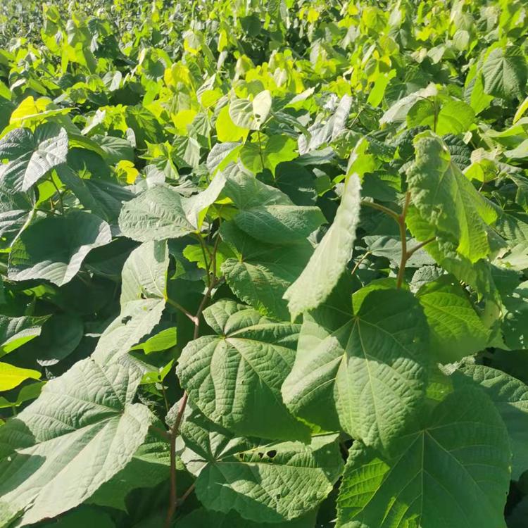 紫椴苗 椴树苗 批发出售紫椴树苗  大量批发易存活 价格实惠