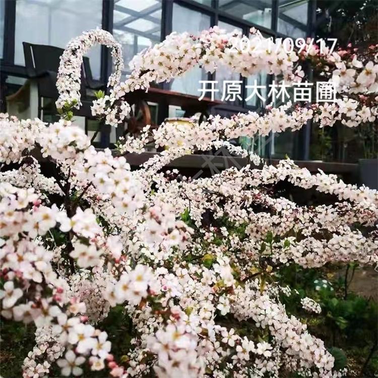 粉色雪柳 绿化苗种植基地 粉色喷雪花 桃色雪柳 对土壤要求不严