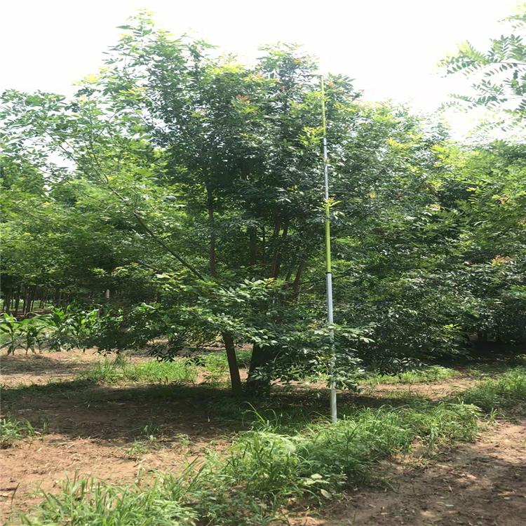 花曲柳  丛生水曲柳 园林别墅绿化苗木 大叶梣 东北梣 白栓 小松苗圃