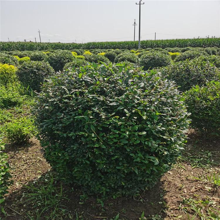 水蜡苗 水蜡球  庭院道路公园美化绿篱小苗  小松苗圃