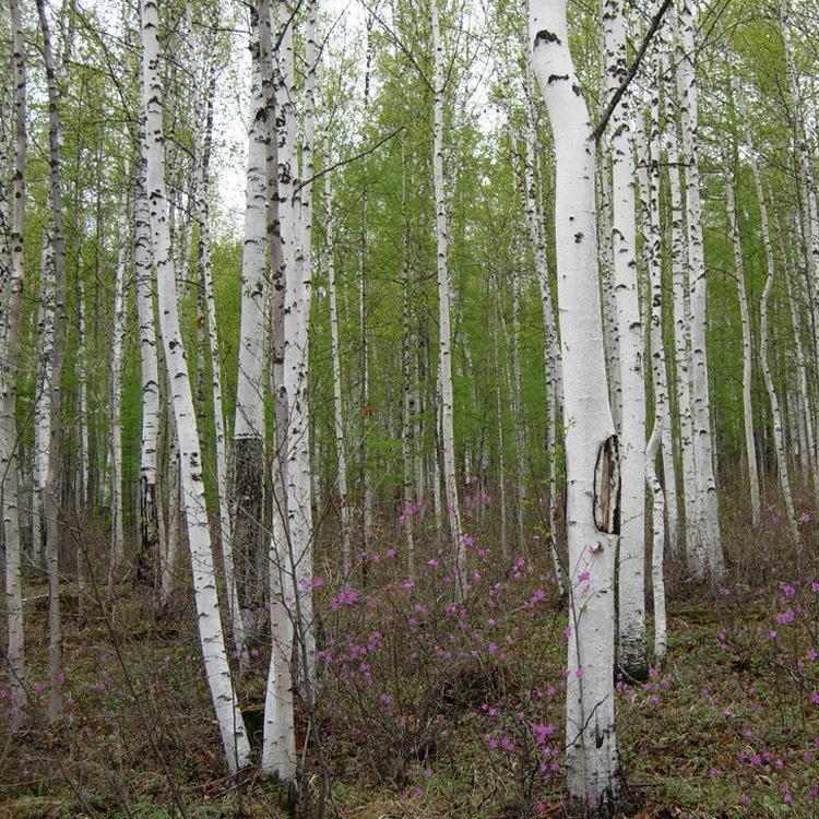 东北耐寒白桦树 丛生白桦树苗 各种规格白桦树苗批发