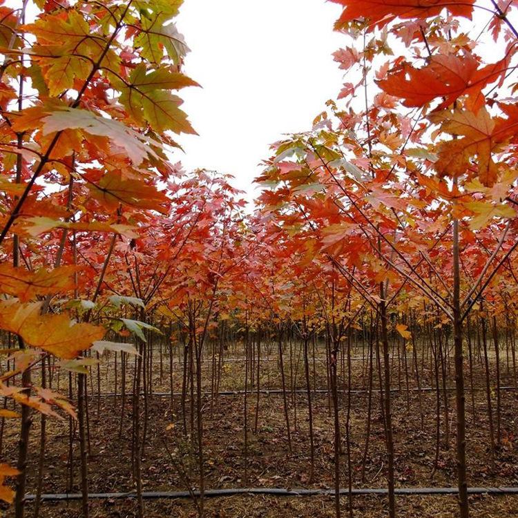 开原苗圃 美国红枫价格 各种规格美国红枫批发 苗圃直发