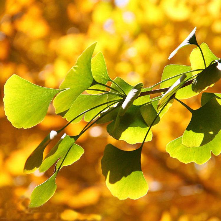 开原苗圃 银杏苗价格 各种规格银杏苗批发 苗圃直发