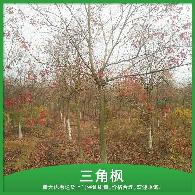 三角枫种植基地 丛生三角枫价格 8-15公分三角枫对外批发