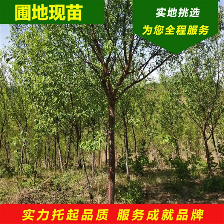 开原苗圃 绿化京桃价格 各种规格京桃批发 苗圃直发