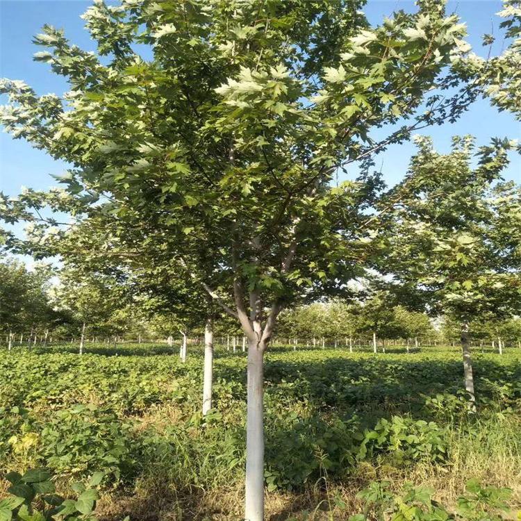 丛生元宝枫 基地直销 农户供应 量大价低 元宝枫树苗