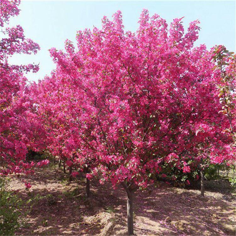 王族海棠 王族海棠批发 基地直销王族海棠