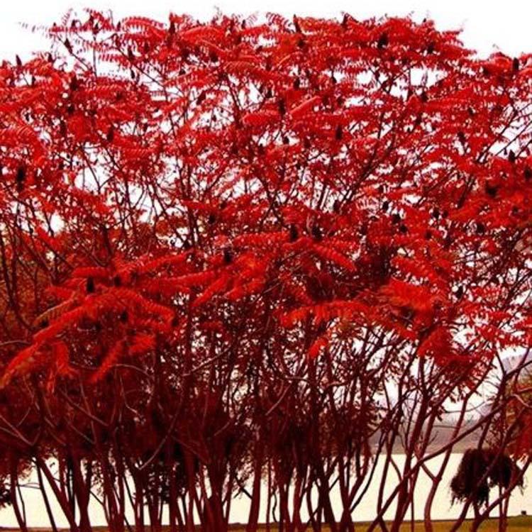 东北出售各种规格 火炬树 价格优惠量大详谈