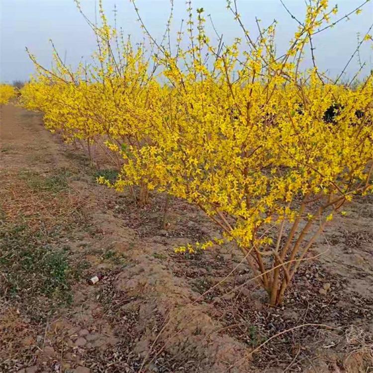 批发连翘 60-80公分连翘苗 绿化苗木 灌木类连翘大苗