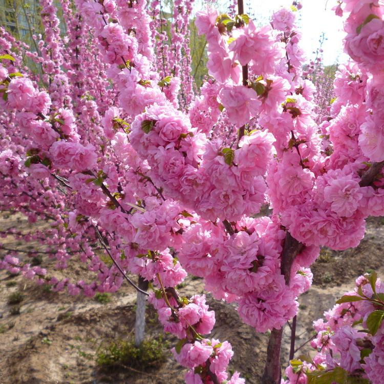 重瓣榆叶梅 红叶榆叶梅规格齐全价格优惠