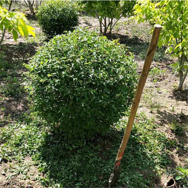 专业批发 绿化苗木 三角枫球 货源足 大润苗圃