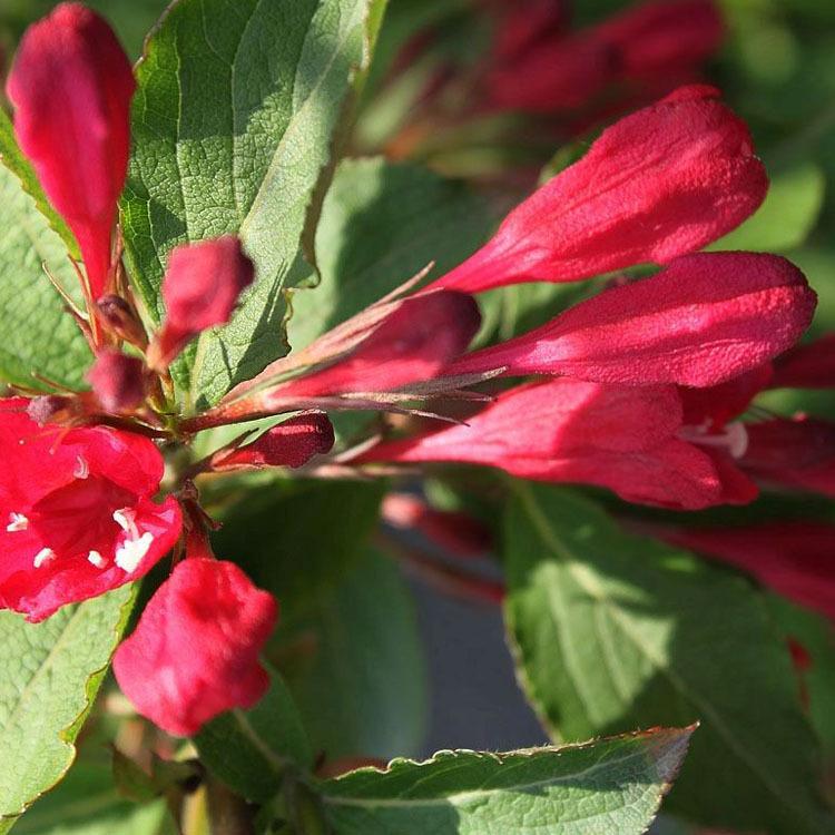 红王子锦带绿化苗木 红王子锦带基地批发 种植基地