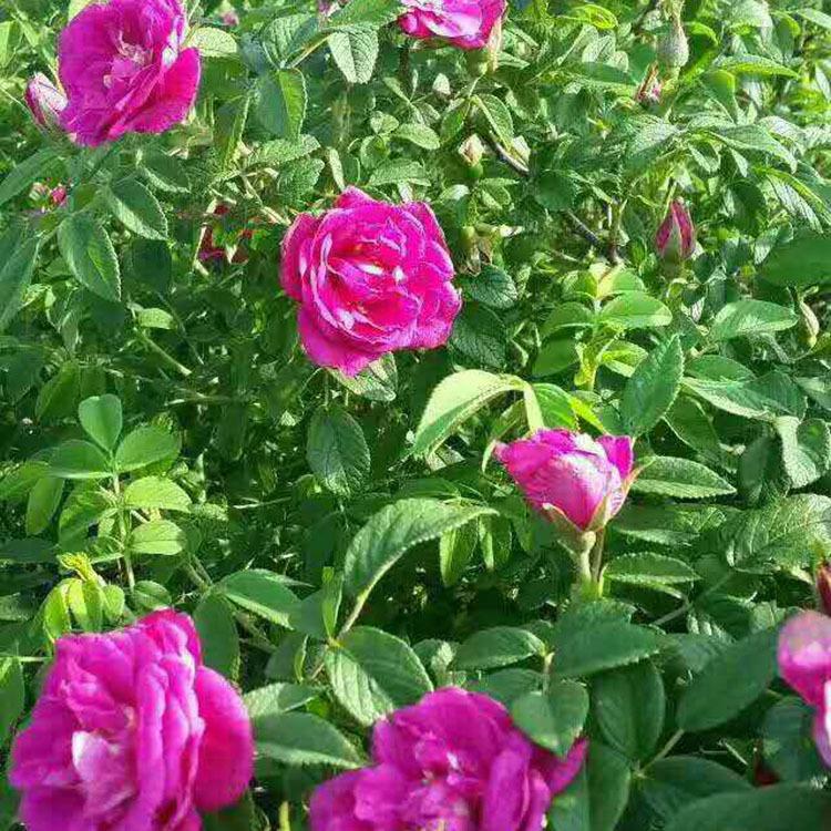 开原苗圃 多季刺梅价格 各种规格多季刺梅批发 苗圃直发 