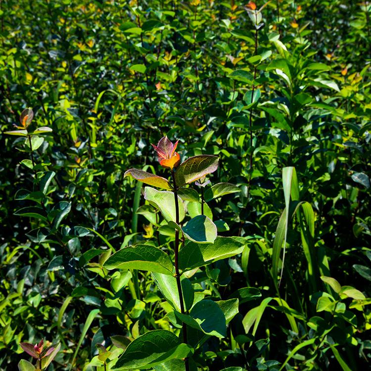 基地供应 蓝叶忍冬 忍冬价格稳定