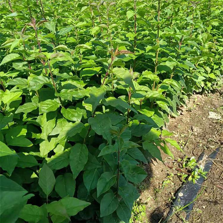 开原苗圃 大叶丁香价格 各种规格大叶丁香批发 苗圃直发