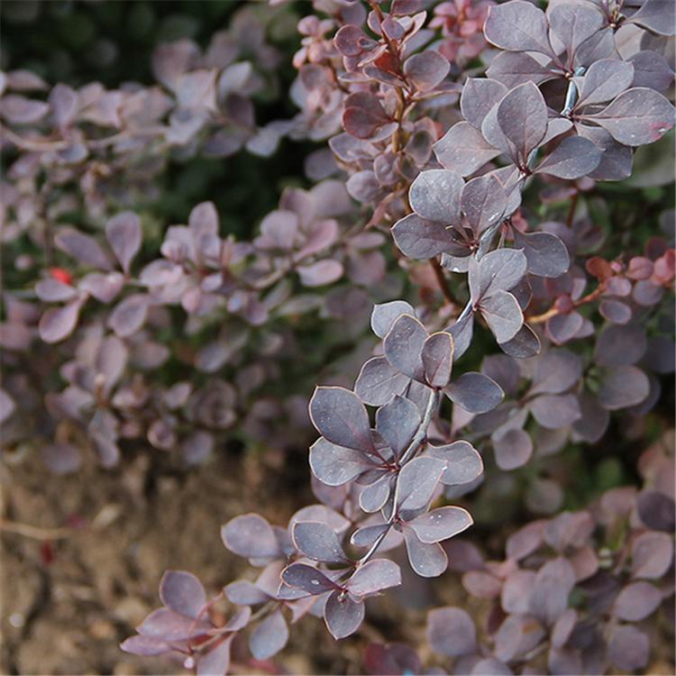紫叶小檗 培育基地 紫叶小檗价格 产地批发