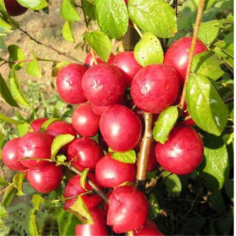 钙果苗当年结果 钙果苗培育基地 辽宁苗木基地直销钙果苗