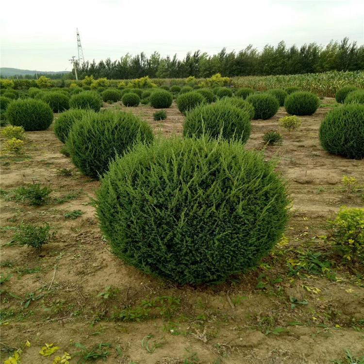 耐寒桧柏球 桧柏常青树 苗圃直发