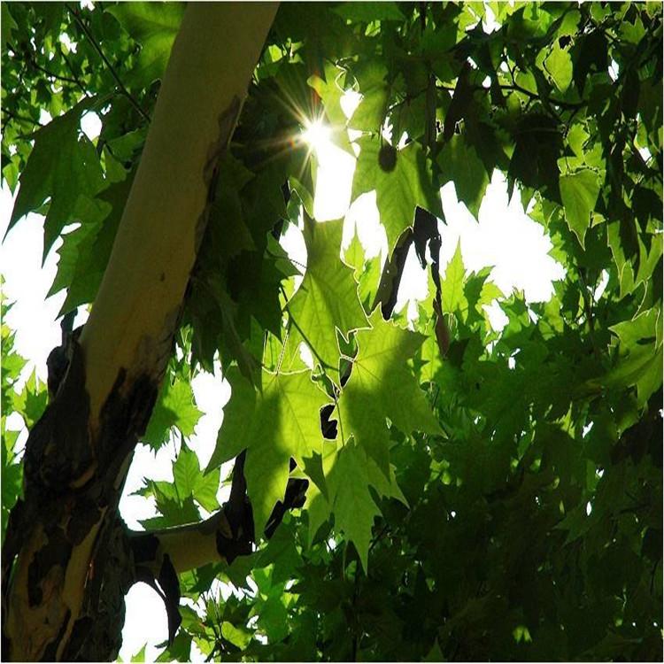 梧桐树苗 梧桐树批发 基地批发 价格优惠