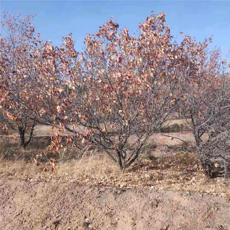 开原山杏树苗批发 辽宁实生杏价格 环宇苗圃 北方山杏基地