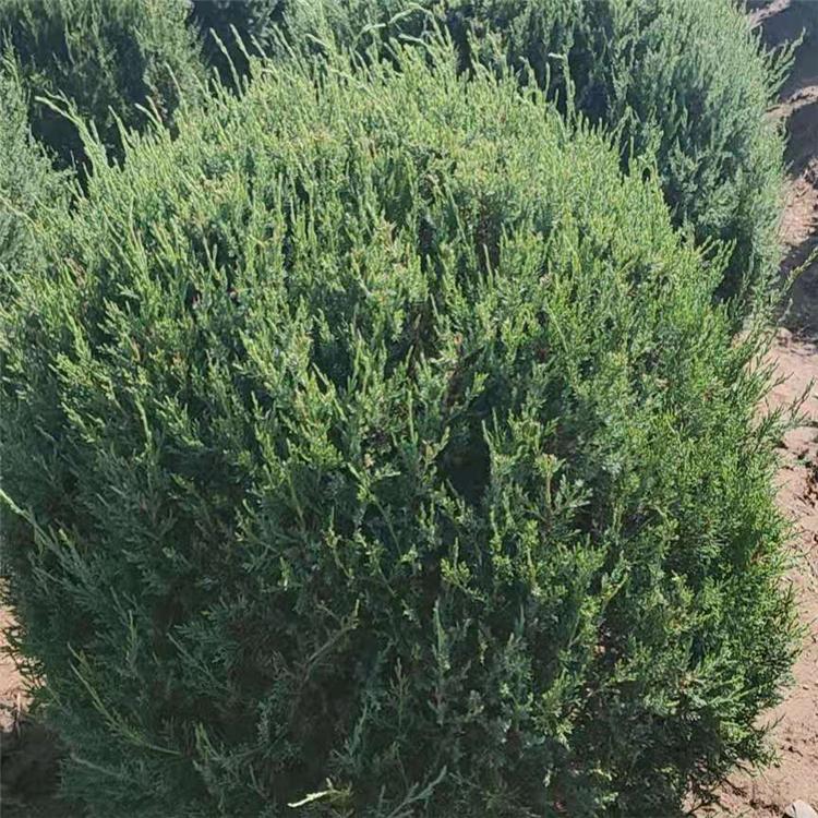 丹桧球价格便宜 欢迎咨询