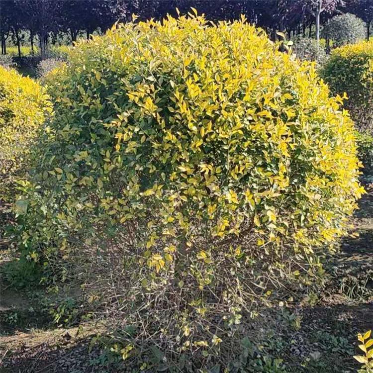 金叶榆球 厂家直销苗圃