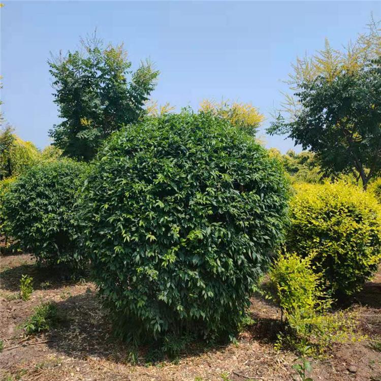 茶条槭球 苗圃供应 价格优惠 欢迎咨询